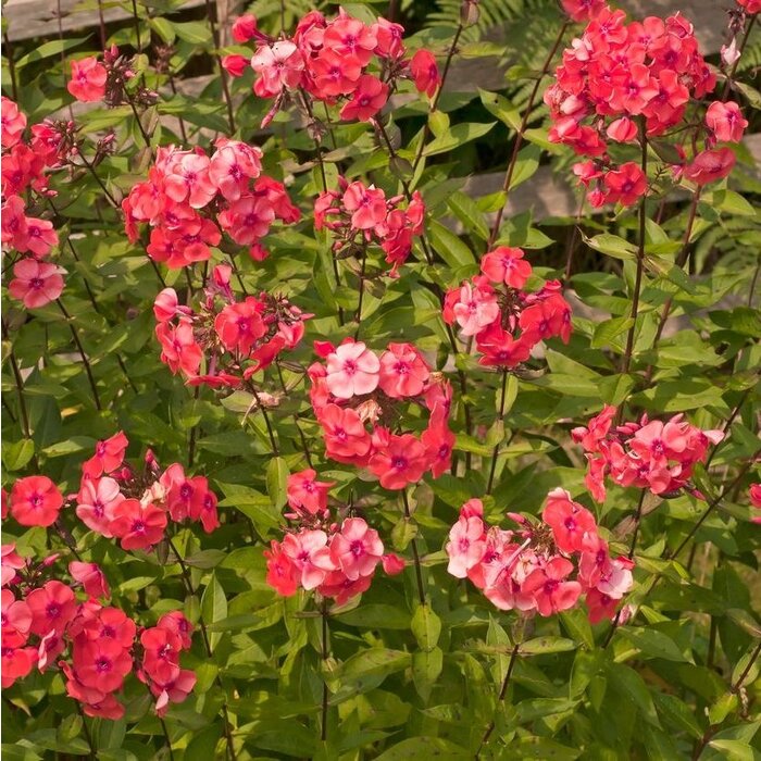 Vlambloem - Phlox paniculata 'Orange Perfection'