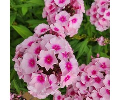 Vlambloem - Phlox paniculata 'Mies Copijn'