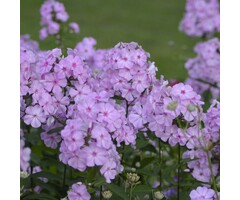 Vlambloem - Phlox paniculata 'Lilac Time'