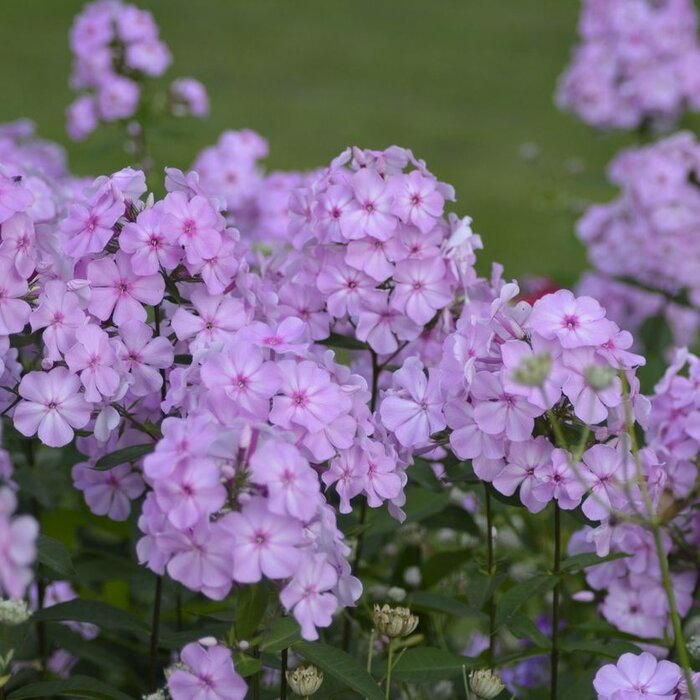 Vlambloem - Phlox paniculata 'Lilac Time'