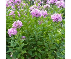 Vlambloem - Phlox paniculata 'Lavendelwolke'