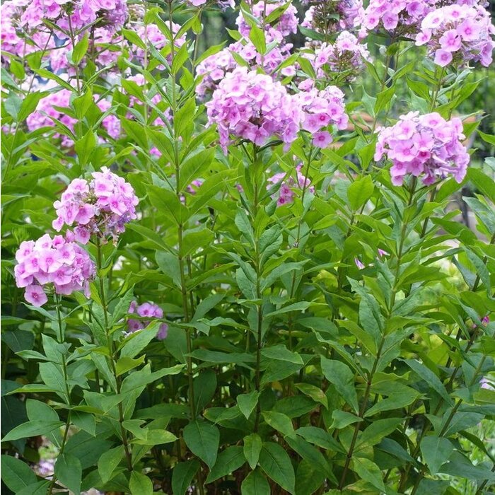 Vlambloem - Phlox paniculata 'Lavendelwolke'