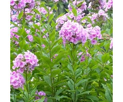 Vlambloem - Phlox paniculata 'Laura'