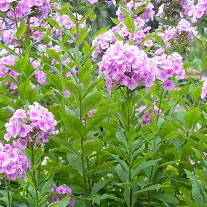 Vlambloem - Phlox paniculata 'Laura'
