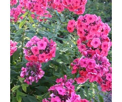 Vlambloem - Phlox paniculata 'Kirchenfurst'