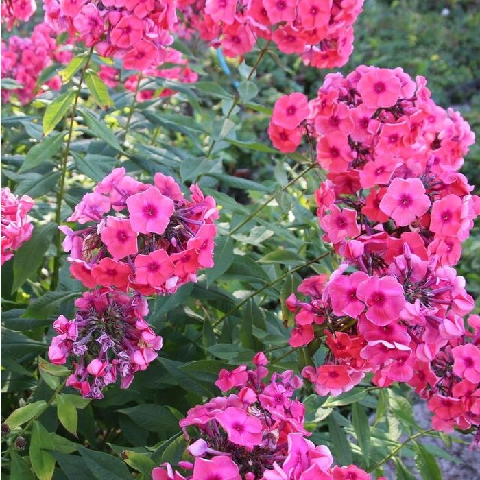 Vlambloem - Phlox paniculata 'Kirchenfurst'