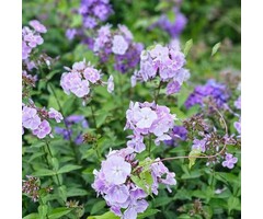 Vlambloem - Phlox paniculata 'Franz Schubert'