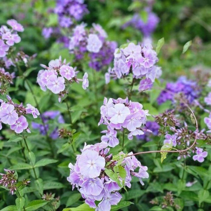 Vlambloem - Phlox paniculata 'Franz Schubert'