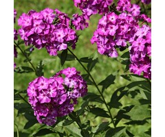 Vlambloem - Phlox paniculata 'Dusterlohe'