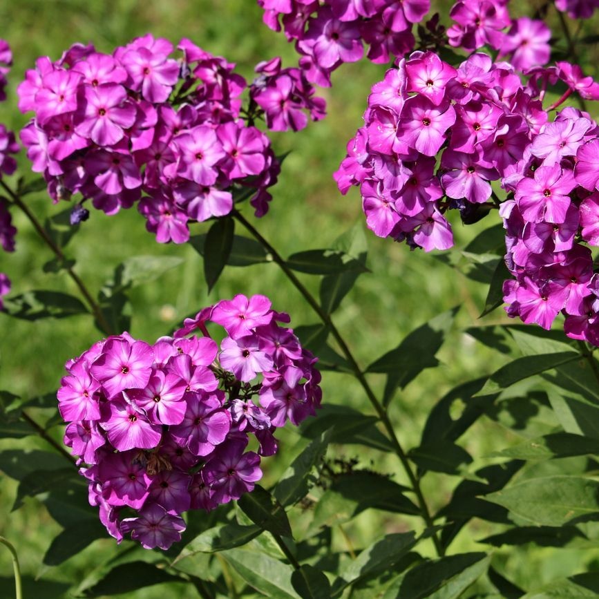 Vlambloem - Phlox paniculata 'Düsterlohe'