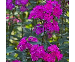Vlambloem - Phlox paniculata 'Border Gem'