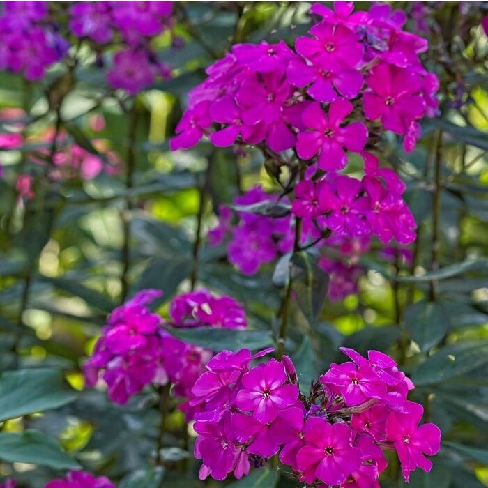 Vlambloem - Phlox paniculata 'Border Gem'