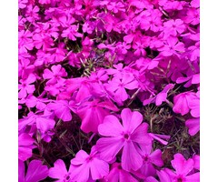 Vlambloem - Phlox douglasii 'Crackerjack'