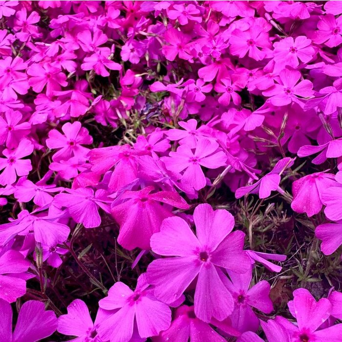 Vlambloem - Phlox douglasii 'Crackerjack'