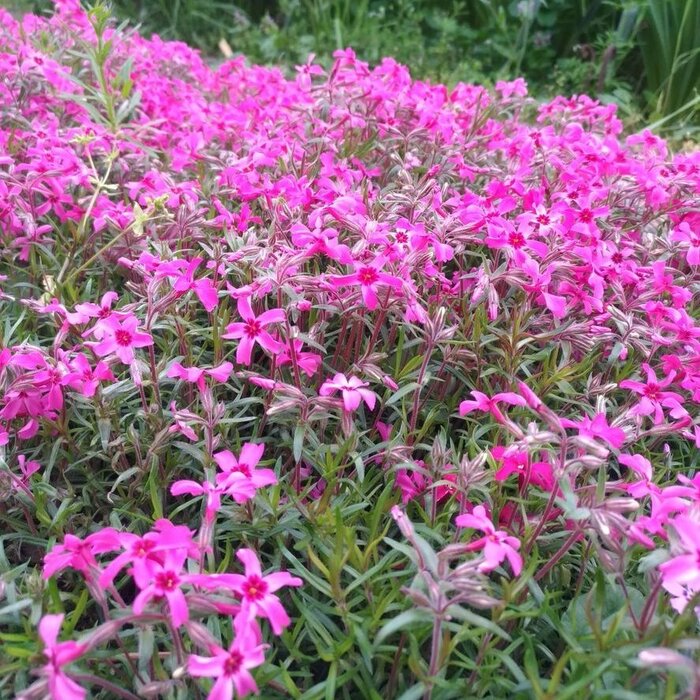 Vlambloem - Phlox douglasii 'Crackerjack'