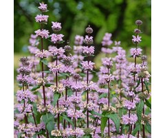 Brandkruid - Phlomis tuberosa