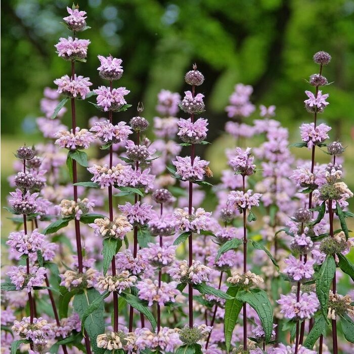 Brandkruid - Phlomis tuberosa