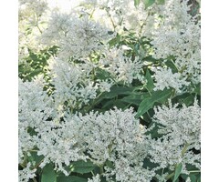 Duizendknoop - Persicaria polymorpha