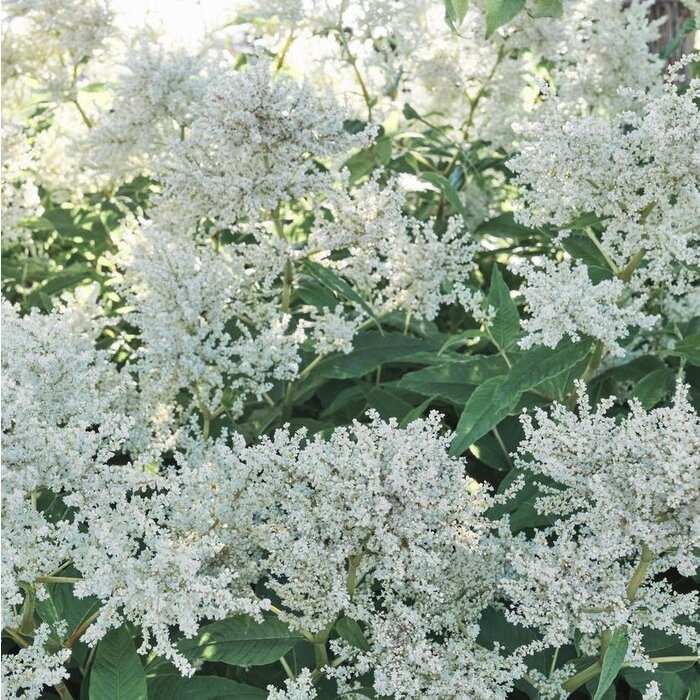 Duizendknoop - Persicaria polymorpha