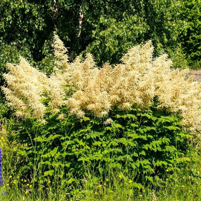 Duizendknoop - Persicaria polymorpha