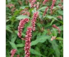 Duizendknoop - Persicaria amplexicaulis pendula