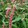 Duizendknoop - Persicaria amplexicaulis pendula