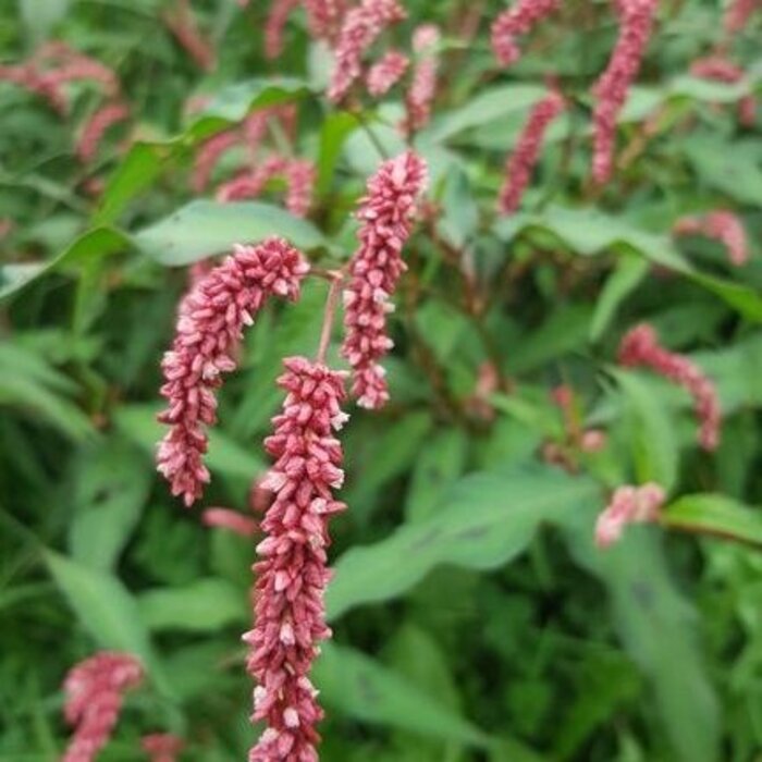 Duizendknoop - Persicaria amplexicaulis pendula
