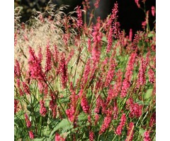 Duizendknoop - Persicaria amplexicaulis 'Orange Field'