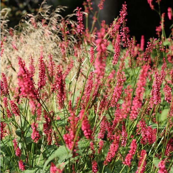 Duizendknoop - Persicaria amplexicaulis 'Orange Field'
