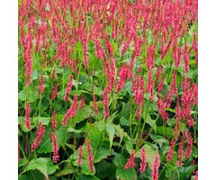 Duizendknoop - Persicaria amplexicaulis 'JS Calor'