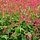 Duizendknoop - Persicaria amplexicaulis 'JS Calor'