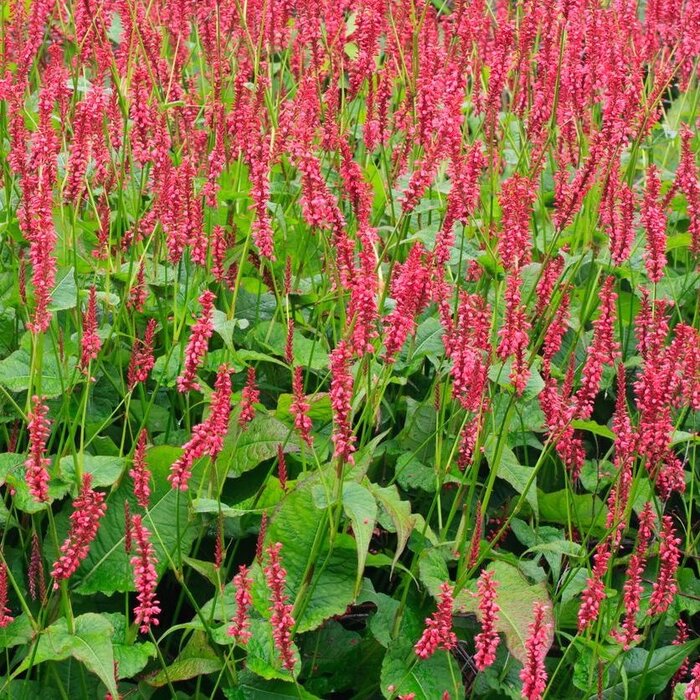 Duizendknoop - Persicaria amplexicaulis 'JS Calor'