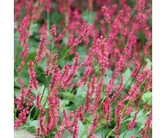 Duizendknoop - Persicaria amplexicaulis 'Inverleith'