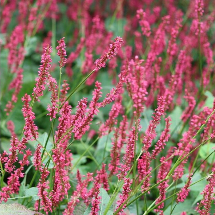 Duizendknoop - Persicaria amplexicaulis 'Inverleith'