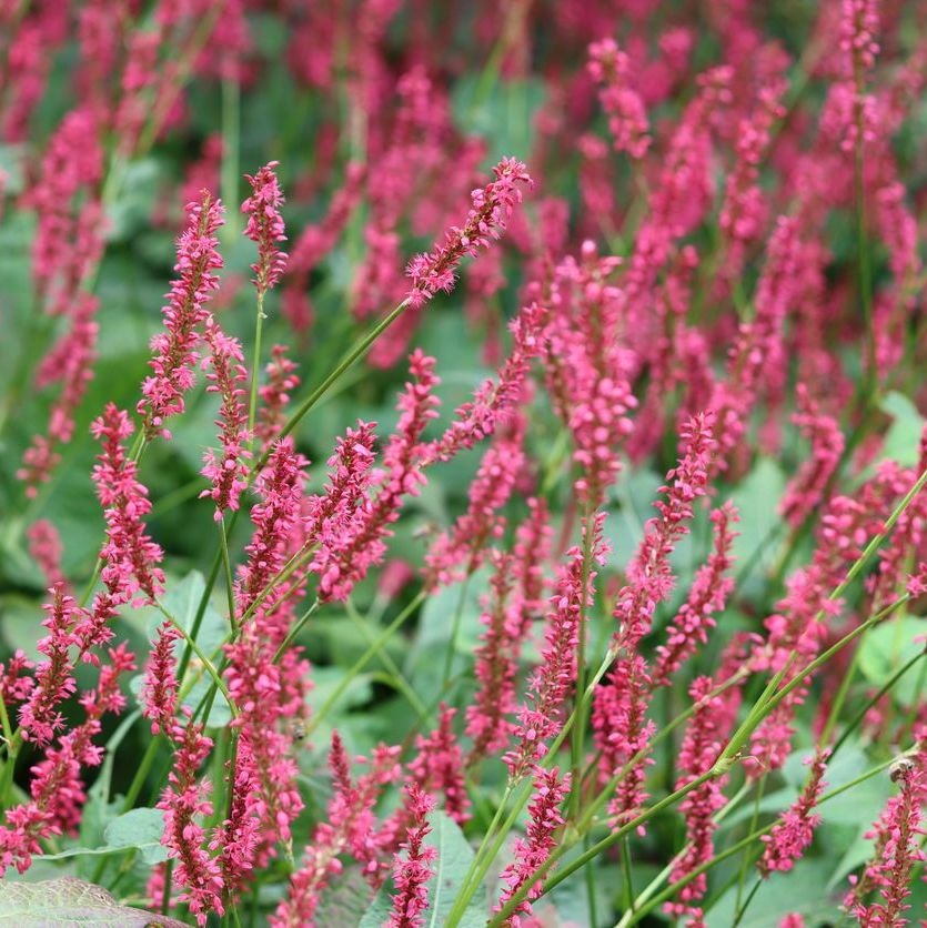 Duizendknoop - Persicaria amplexicaulis 'Inverleith'