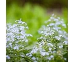 Schoenlappersplant - Brunnera macrophylla 'Mr. Morse'
