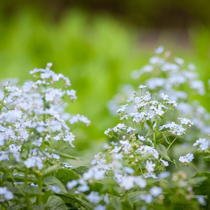 Schoenlappersplant - Brunnera macrophylla 'Mr. Morse'