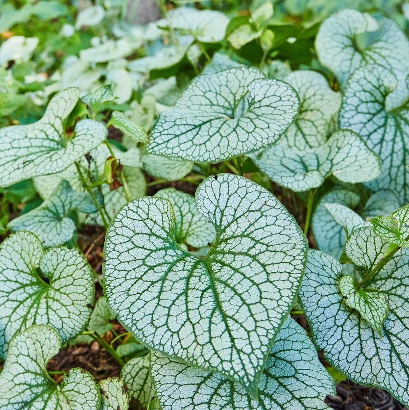 Schoenlappersplant - Brunnera macrophylla 'Mr. Morse'