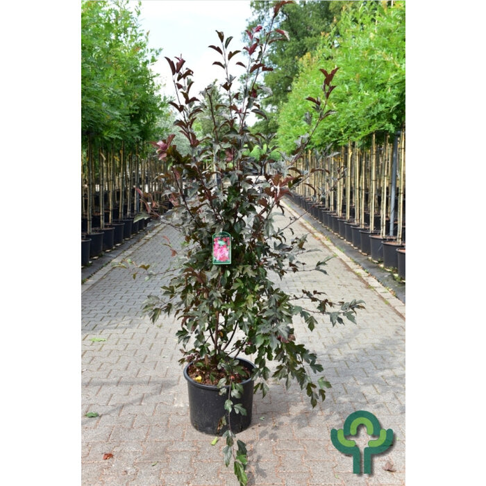 Appelboom - Malus toringo 'Freja' meerstammig