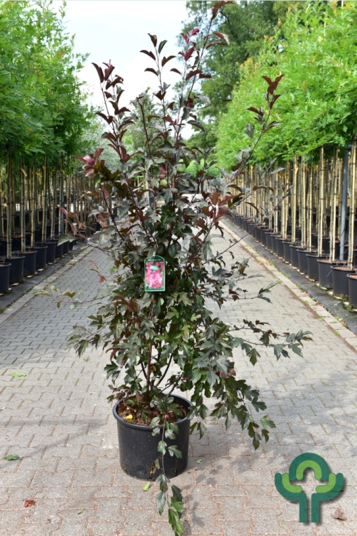 Appelboom - Malus toringo 'Freja' meerstammig