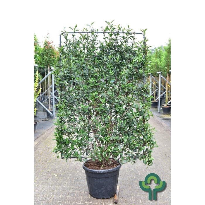 Red Robin scherm - Photinia fraseri 'Red Robin' scherm