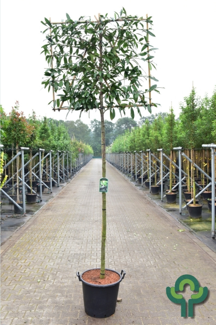 Leilaurier - Prunus laurocerasus 'Caucasica' leiboom