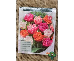 Tulp - Tulipa Dubbel Crispa per 10