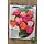 Tulp - Tulipa Dubbel Crispa per 10