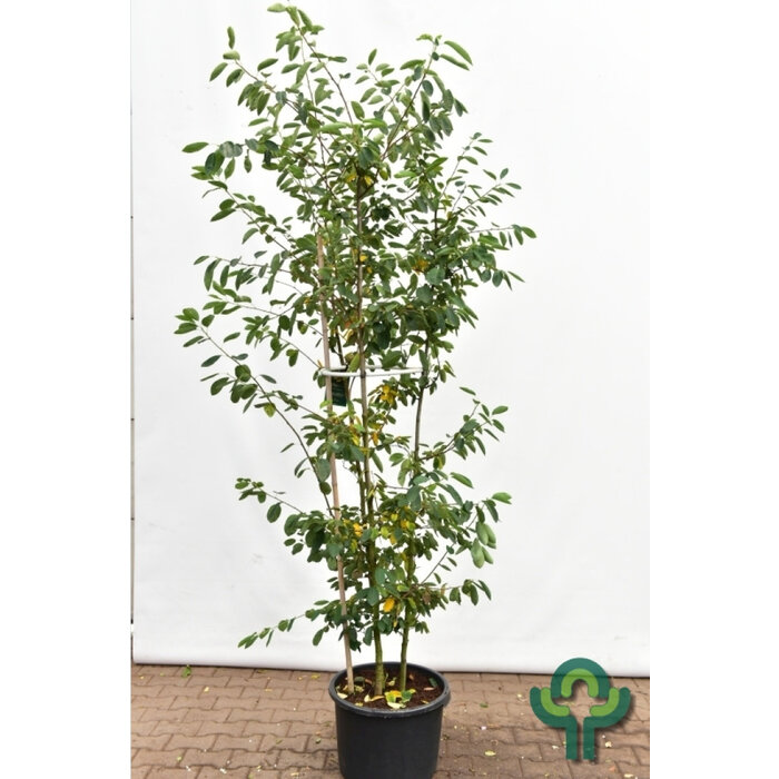 Meerstammige Krentenboom - Amelanchier lamarckii meerstammig