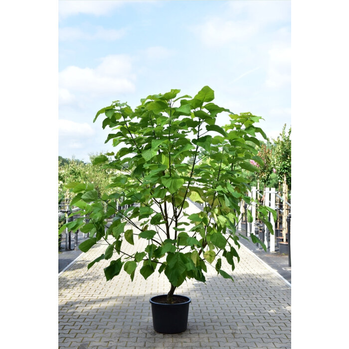 Meerstammige Catalpa - Catalpa bignonioides 'Aurea' meerstammig