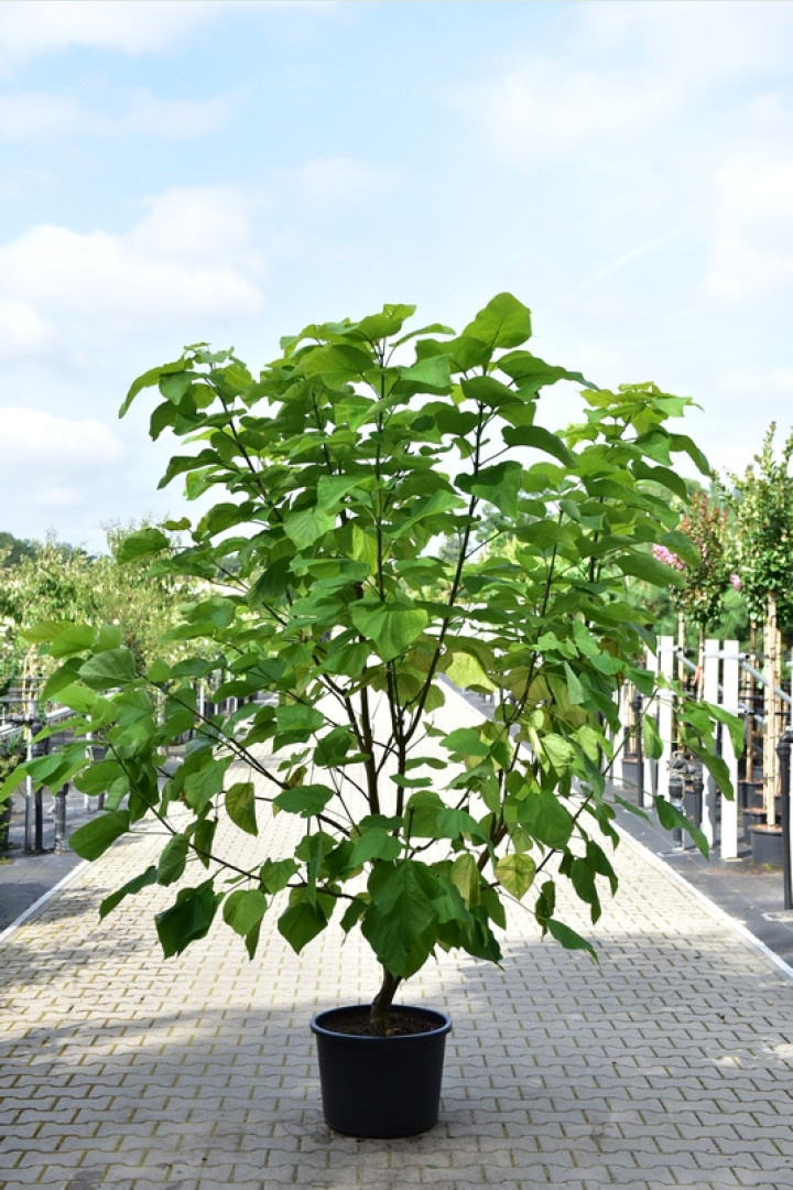 Meerstammige Catalpa - Catalpa bignonioides 'Aurea' meerstammig