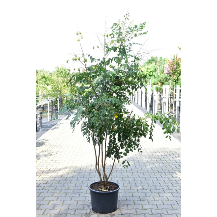 Meerstammige Chinese Vernisboom - Koelreuteria paniculata meerstammig