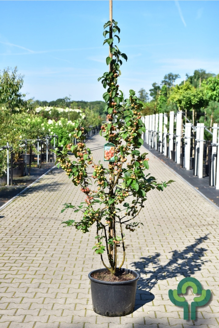 Sierappel meerstammig - Malus 'Evereste'