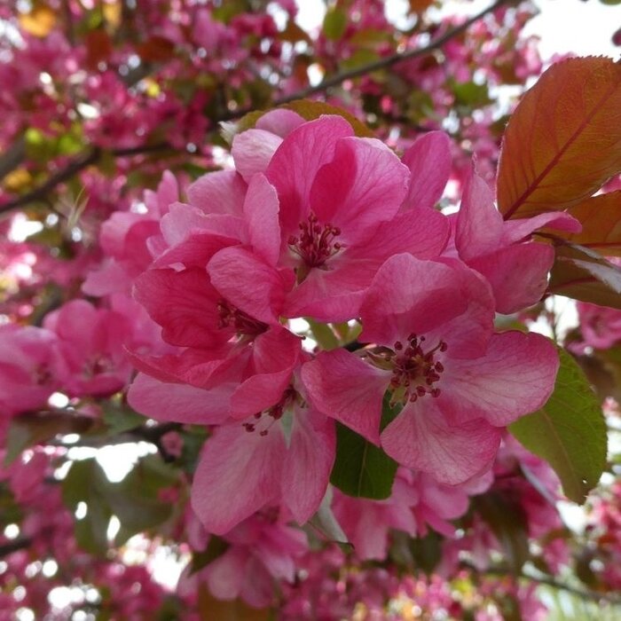 Sierappel - Malus 'Veitch's Scarlet' meerstammig